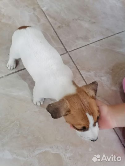 Щенок джек рассел бесплатно