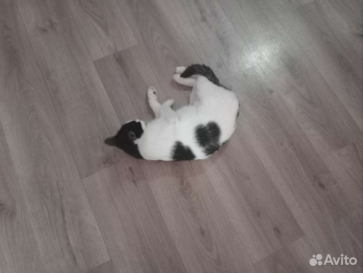 Новосибирская черно-белая