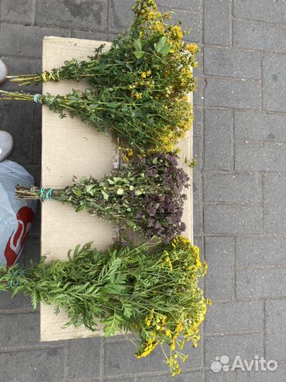 Пижма, зверобой, душица