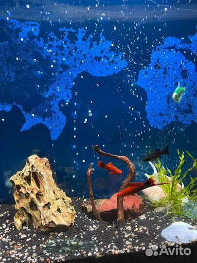 Аквариум с рыбками