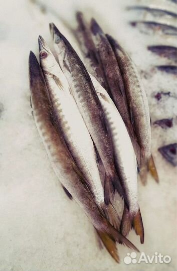Готовый бизнес свежая и морская рыба