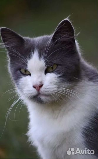 Кот кастрат