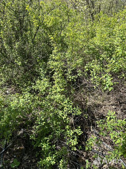 Спирея вангутта