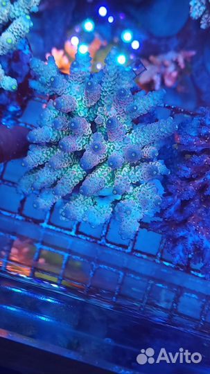 Морские Кораллы для аквариума