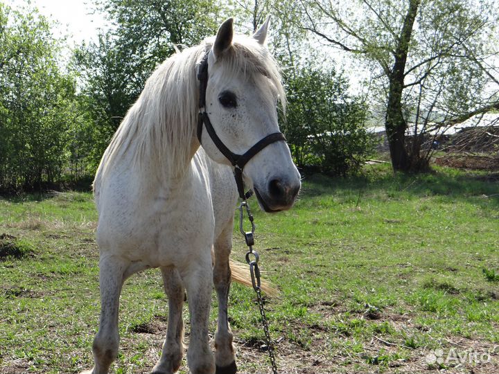 Продам кобыл