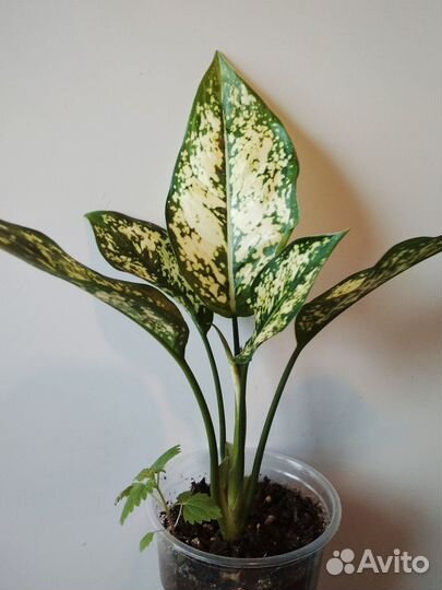 Аглаонема First Diamond детки