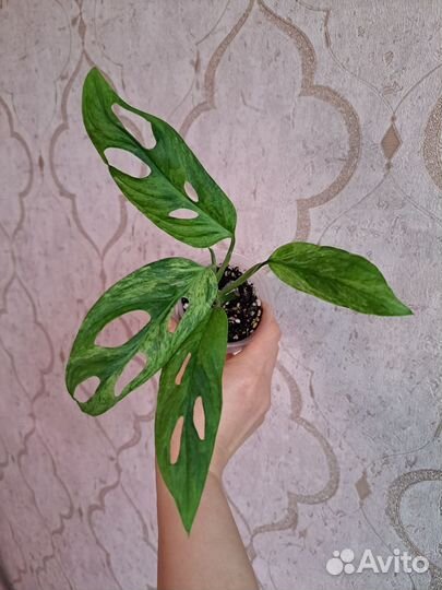 Монстера индоминт