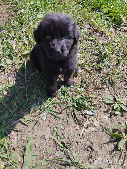 Отдам бесплатно щенки