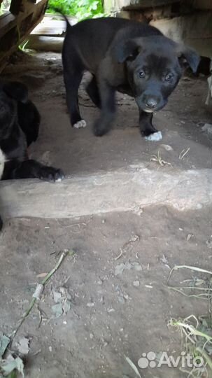 Щенки 2 месяца