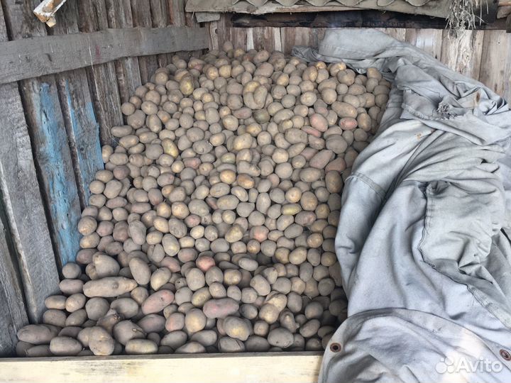 Картофель крупный