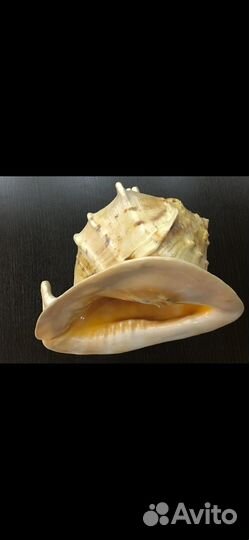 Большая морская ракушка 30 см