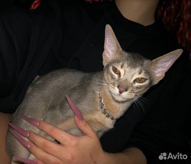 Абиссинские котята