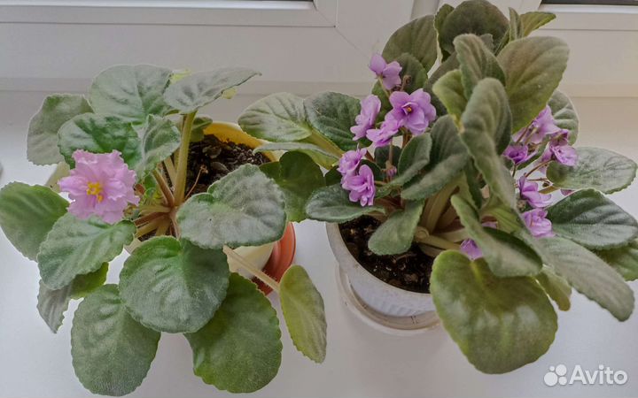 Фиалки, драцены