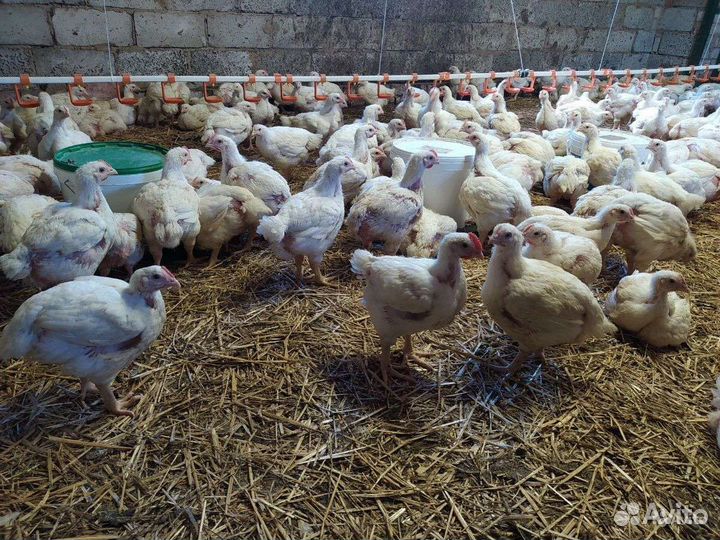 Куры бройлеры живым весом