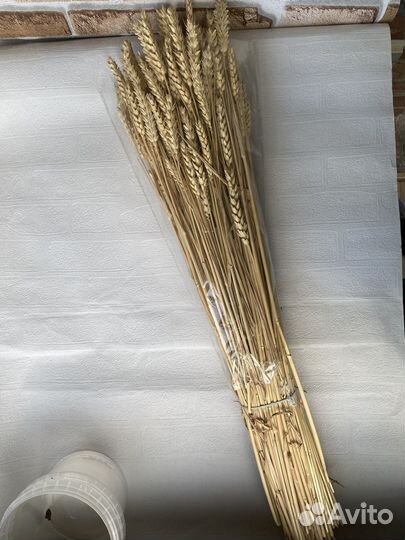 Сухоцветы для творчества, букетов