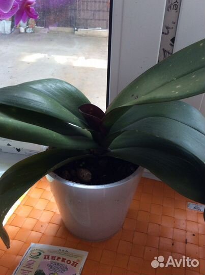 Орхидея фаленопсис