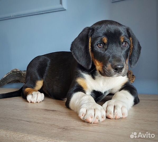 Щенок мальчик