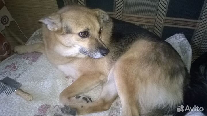 Собачка Озя