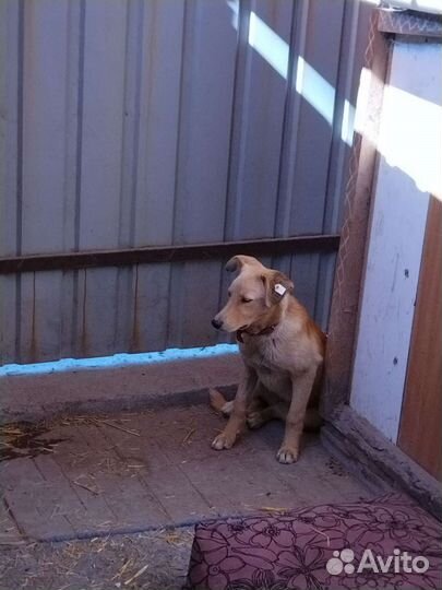 Щенок девочка в добрые руки