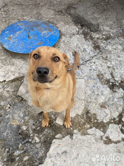 Собака в добрые руки