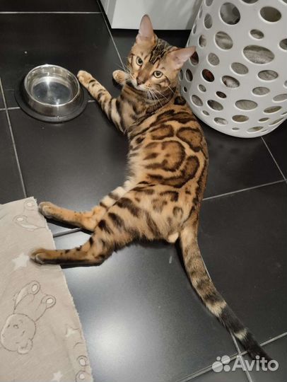 Бенгальский кот вязка