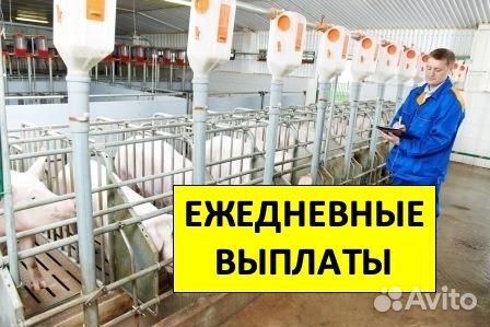 Животновод. Без опыта. Смена 8 часов. Вахта