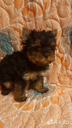 Йорко-девочки