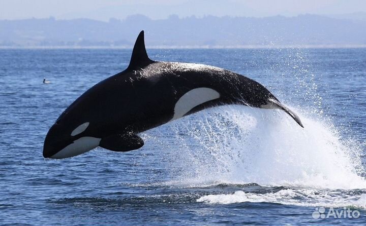 Морские прогулки на катере