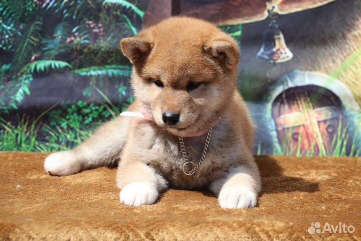 Щенки сиба шиба ину