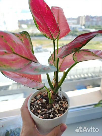 Аглаонема пинк стар / сан стар