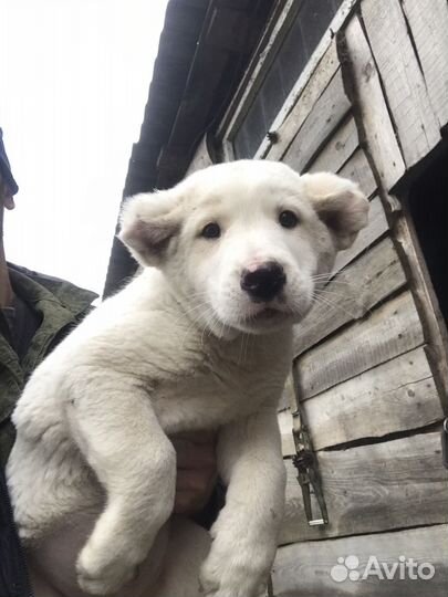 Среднеазиатская овчарка алабай щенки