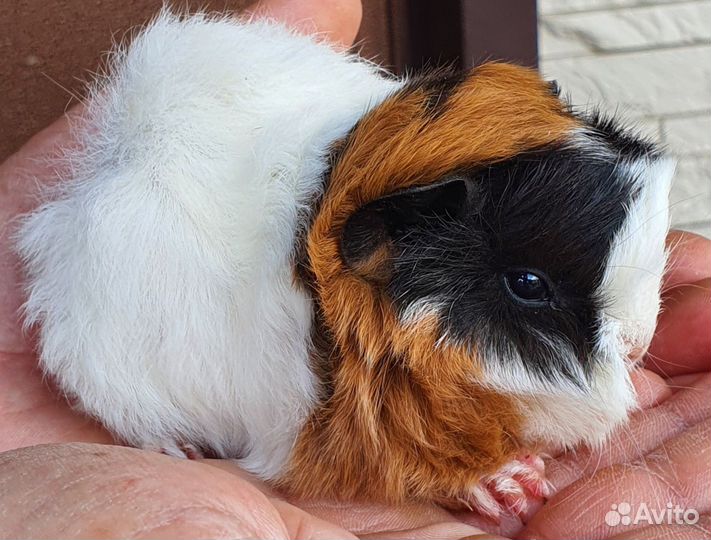 Морские свинки