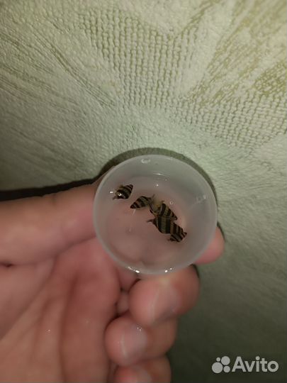 Улитка Хелена