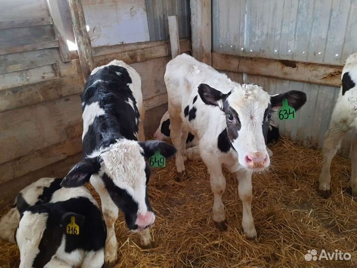 Отпоины Бычки и быки телки