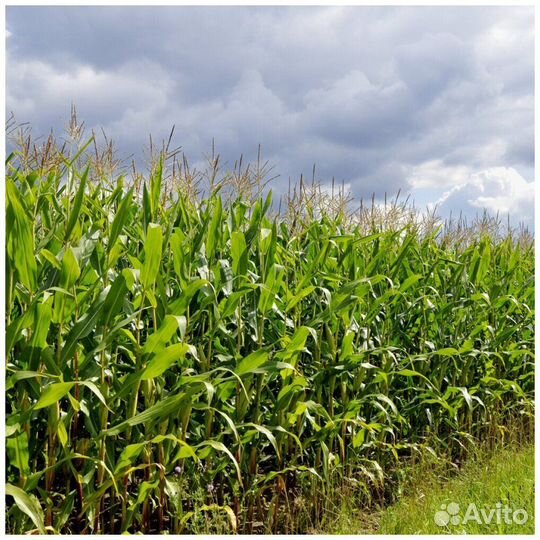 Кукуруза на силос