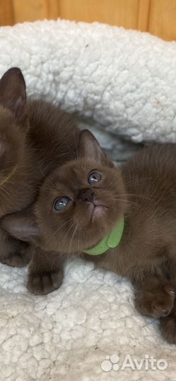 Котята бурмы