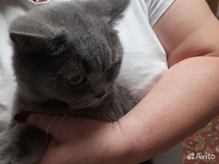 Случка кошки