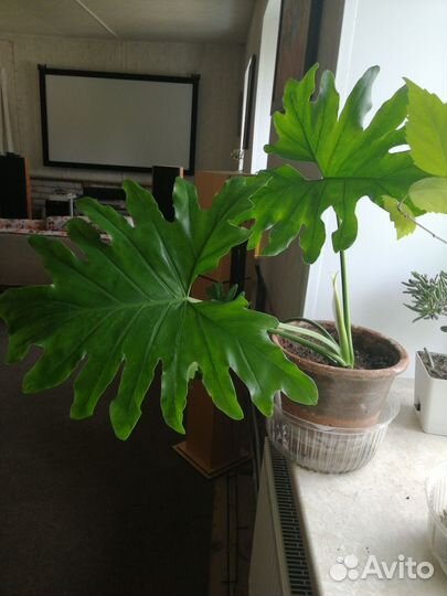 Филодендрон