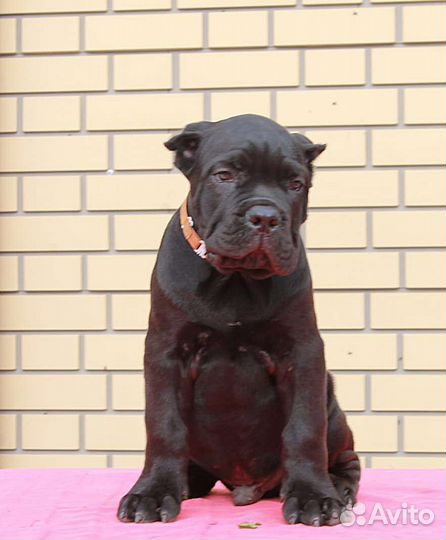 Щенки кане корсо 2 мес