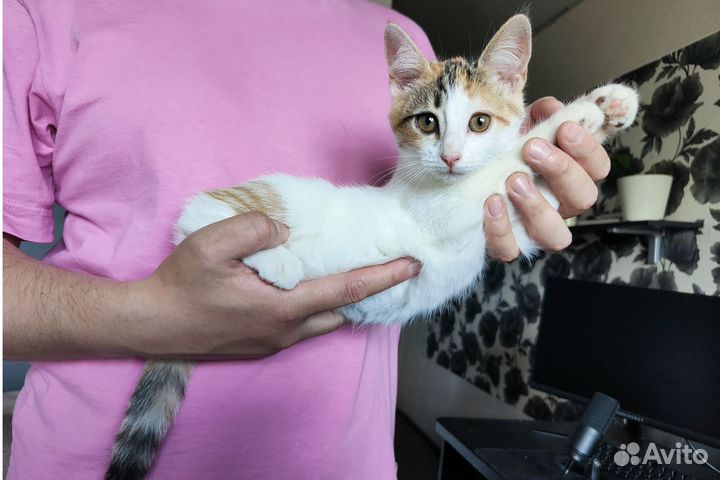 Котята