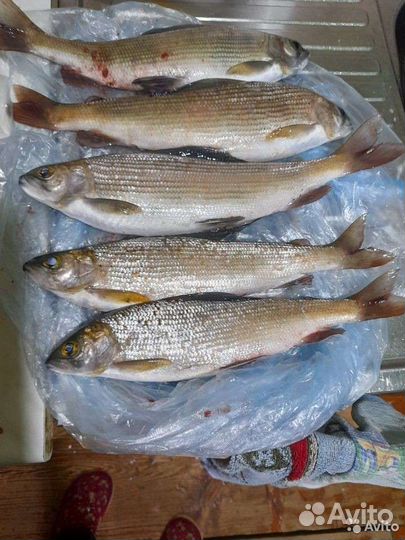 Рыбалка и отдых