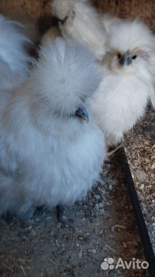 Китайские шелковые куры