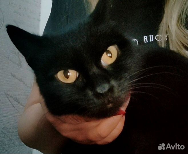 Кошка