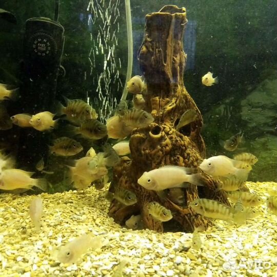 Рыбки цихлиды чернополосые