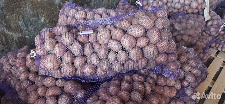 Картофель оптом