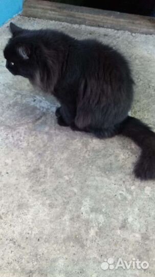 Отдам кота в добрые руки