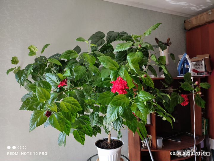 Гибискус китайская роза