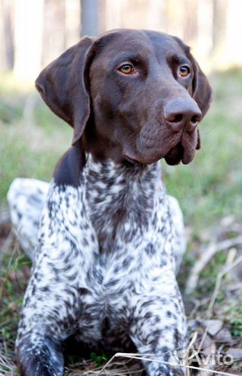 Щенки курцхаара