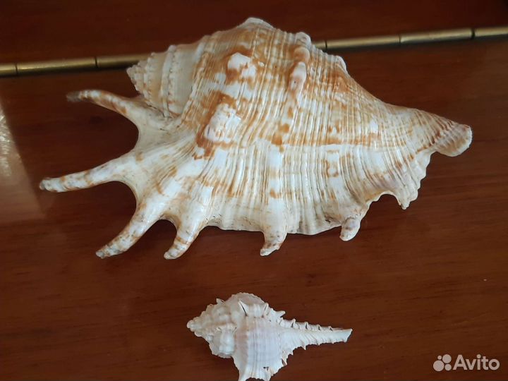 Морские ракушки раковины