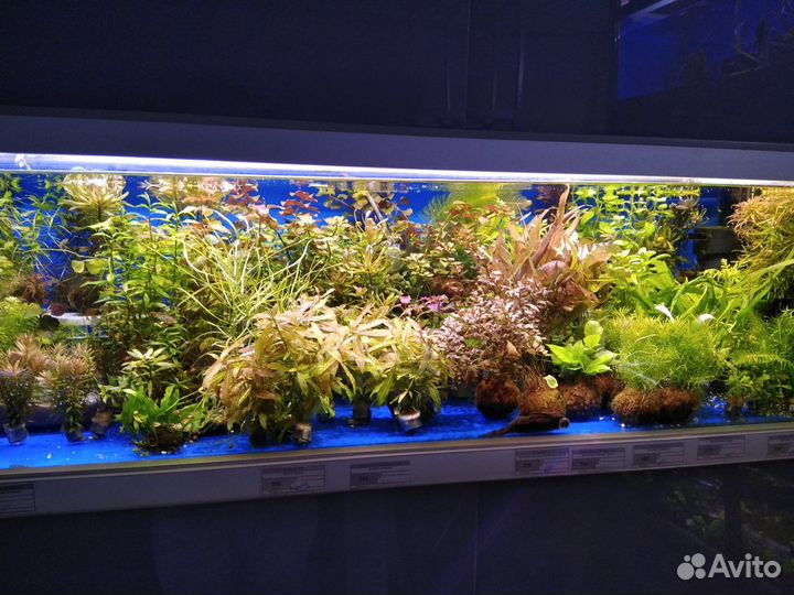 Аквариумные рыбки в Москве